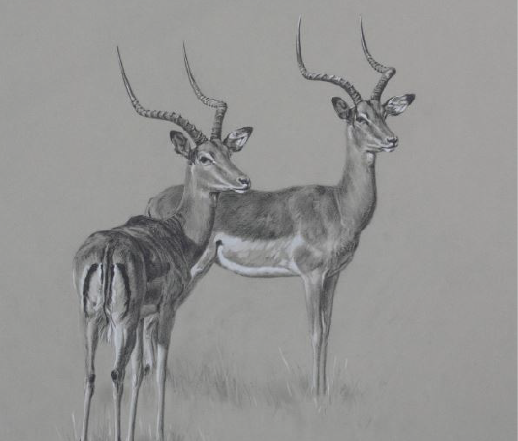 Ashley Boon | Award Winning Wildlife Artist | Works for Sale