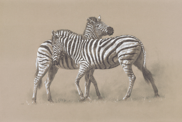 Burchell’s Zebra/ Images/Paintings/Art Burchell’s Zebra/ Kunst/ Bild/ Gemälde