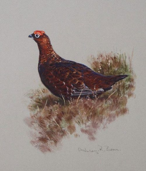 Ashley Boon Wildlife & Sporting Artist Wildlife Art/ Paintings/Images Bird Paintings/Art/Images Animal Paintings/Art/Images British Wildlife British Birds