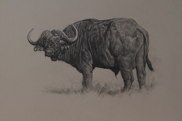 Blue Wildebeest Bull | Ashley Boon | Wildlife Artist