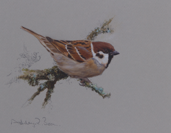 Ashley Boon Wildlife & Sporting Artist Wildlife Art/ Paintings/Images Bird Paintings/Art/Images Animal Paintings/Art/Images British Wildlife British Birds