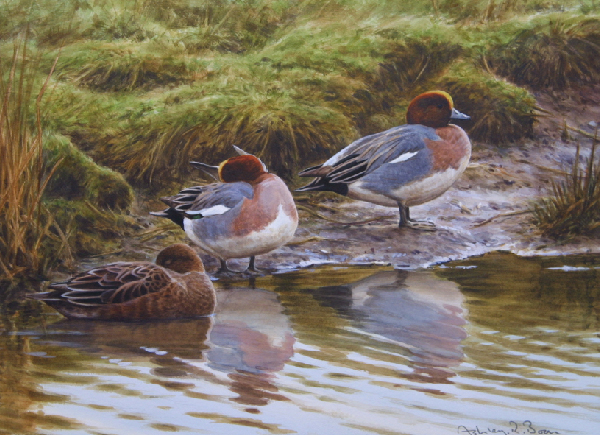 Wigeon/ Wildfowling/ Duck Shooting/ Hunting/ Images/Paintings/Art