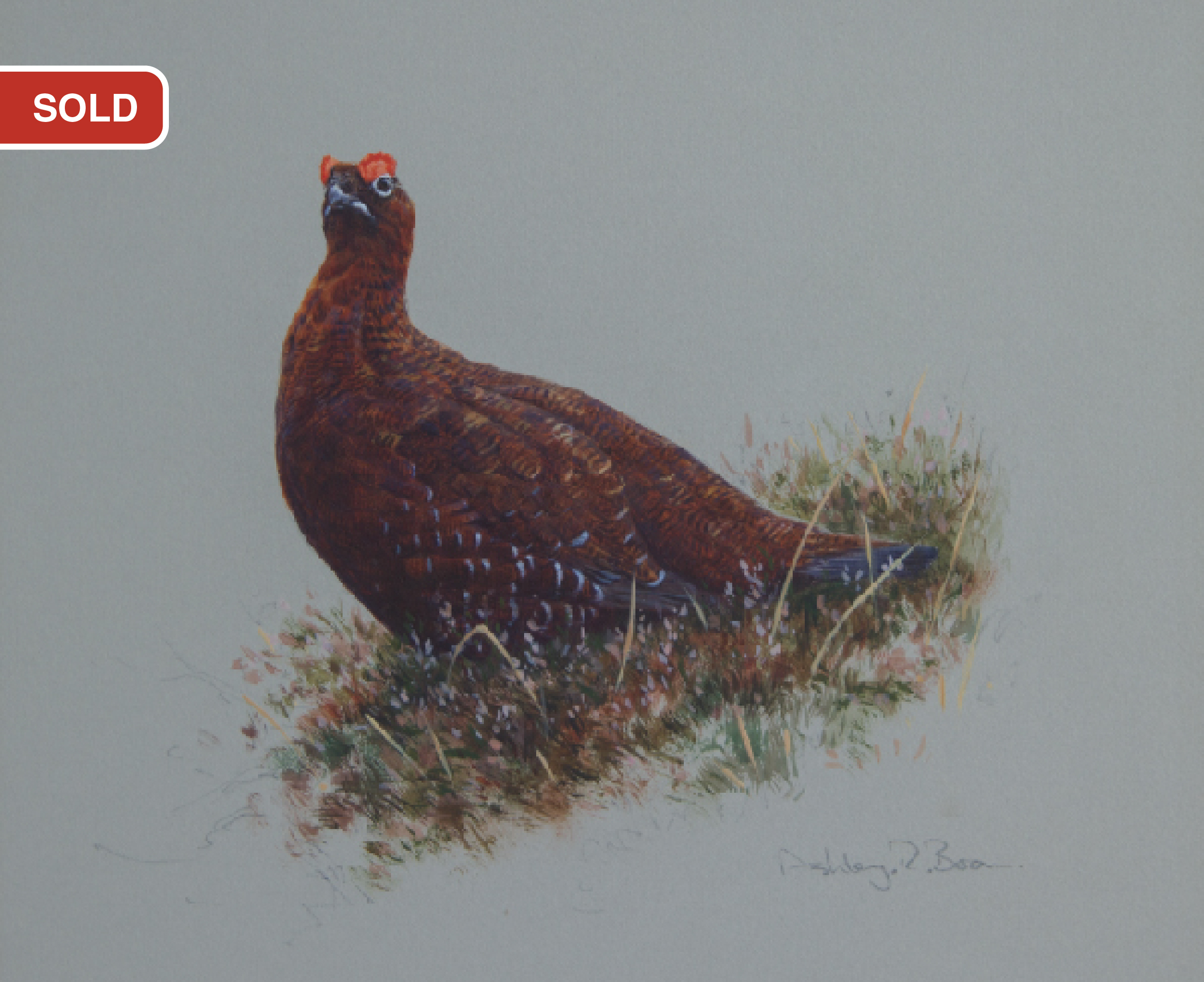Red Grouse/ Driven Grouse, Grouse Shooting/ Images/Paintings/Art Getriebene Moorschneehühner/ Kunst/ Bild/ Gemälde