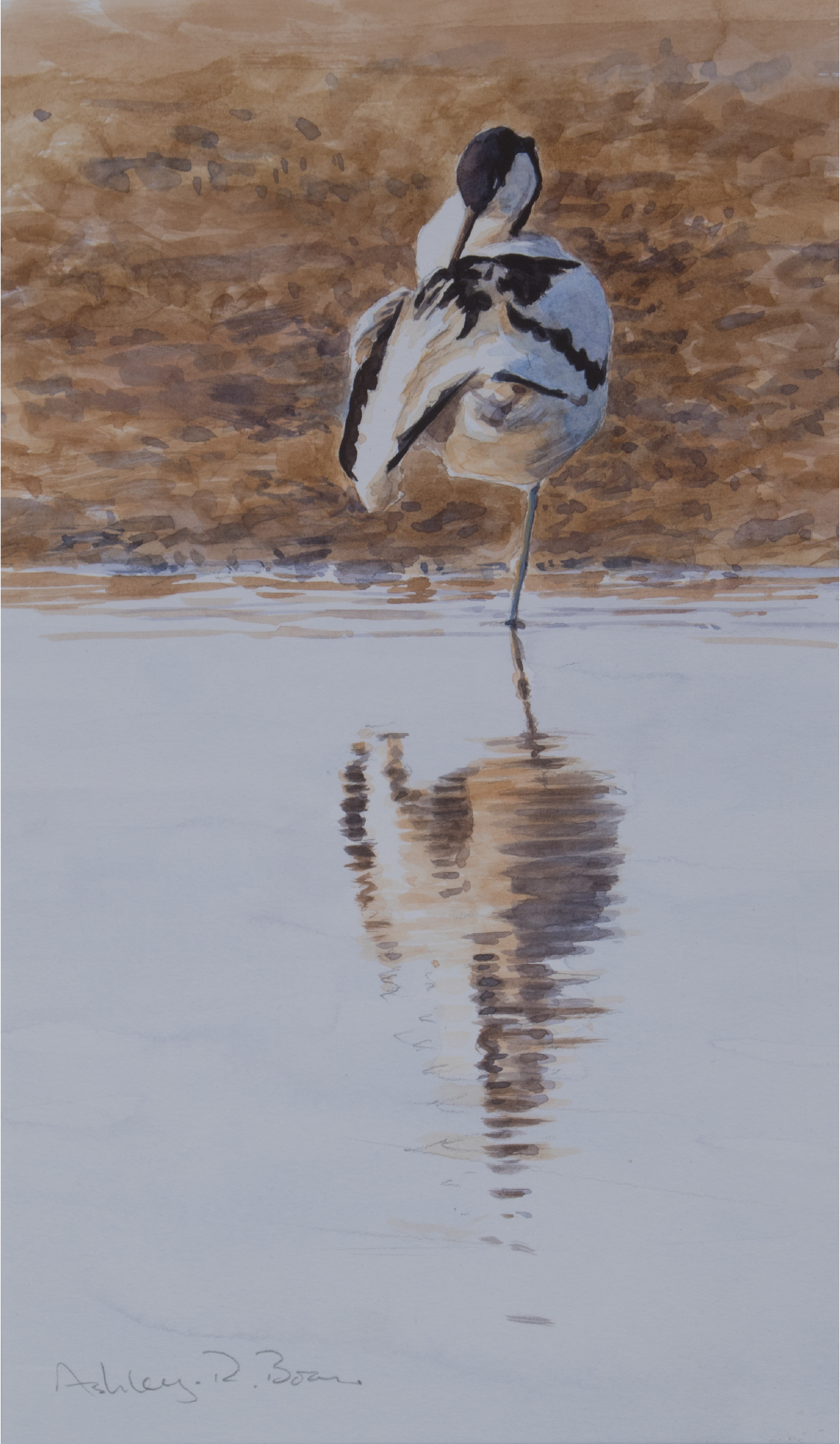 Avocet Sketch, Norfolk | Ashley Boon | Wildlife Artist