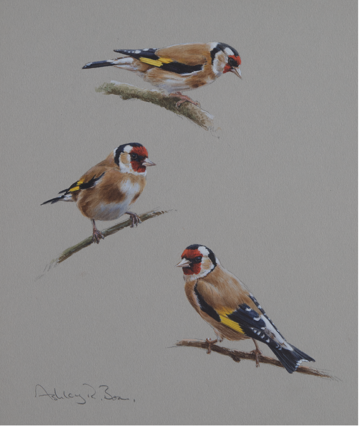 Goldfinch studies | Ashley Boon | Award Winning Wildlife artist 