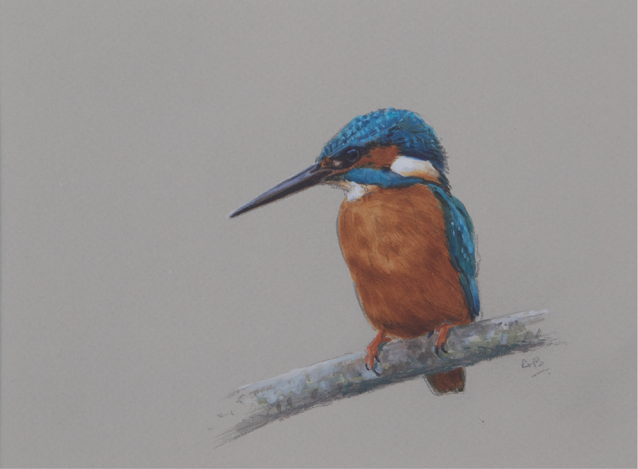Kingfisher/ Images/Paintings/Art