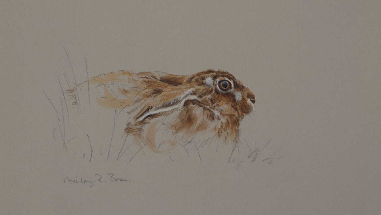 Resting Hare | Ashley Boon | Award Winning Wildlife Artist 