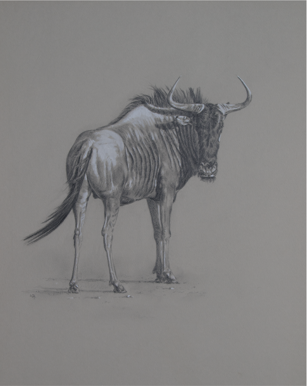 Blue Wildebeest/ Images/Paintings/Art Streifengnu Bulle/ Kunst/ Bild/ Gemälde