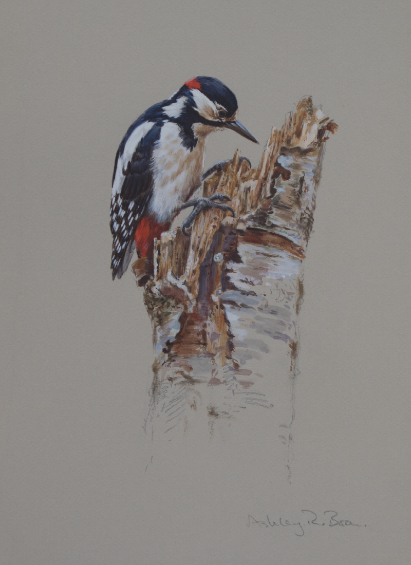 Great Spotted Woodpecker Watercolour | Ashley Boon | Wildlife Artist