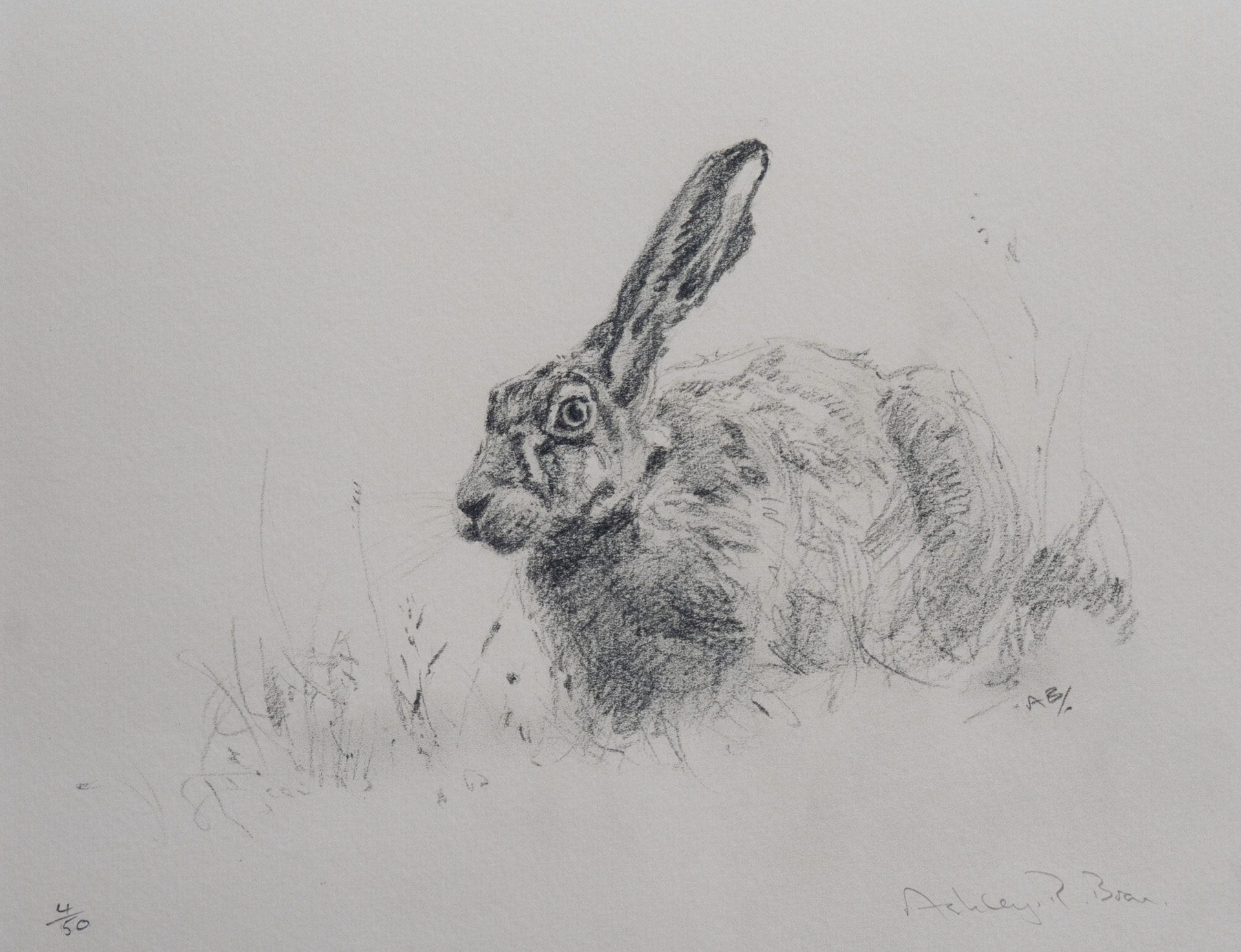 Brown Hare Sketch Limited Edition 50 Copies Only 10 X 1275